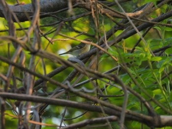 Yellow-browed Warbler Awashima Island Thu, 5/4/2023