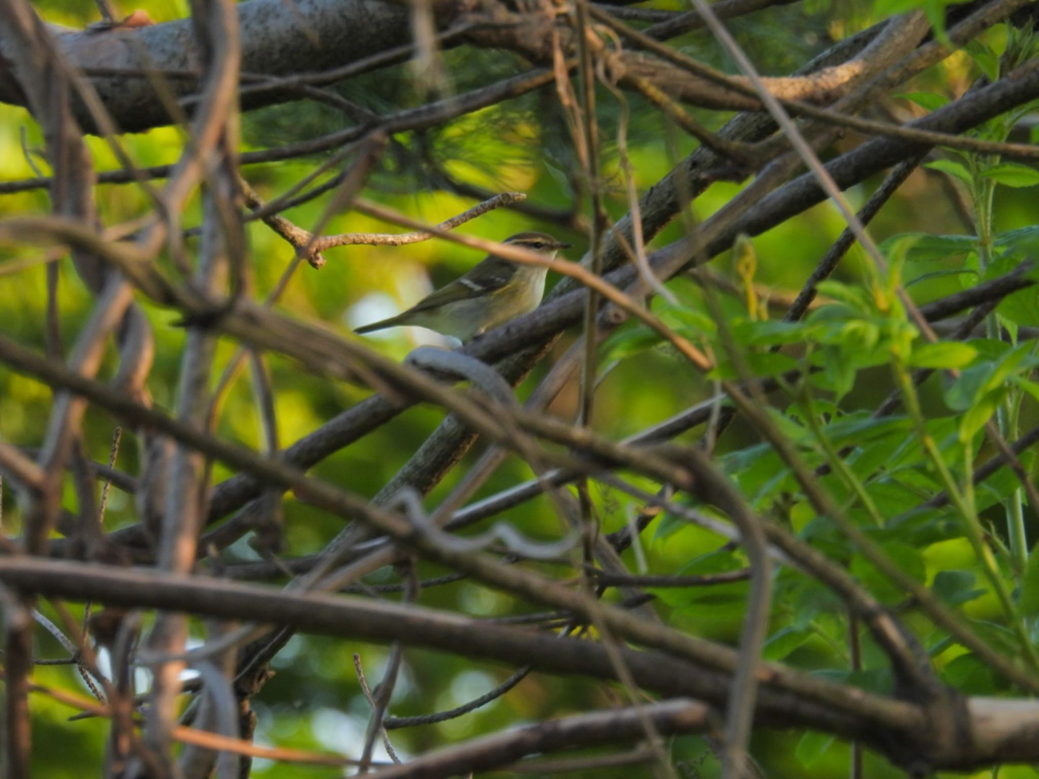 Photo of Yellow-browed Warbler at Awashima Island by ぽちゃっこ