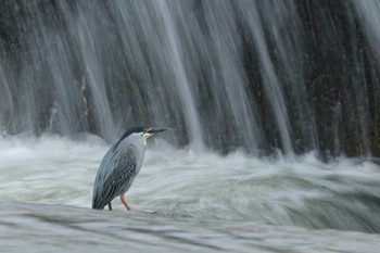 ササゴイ 熊本 白川 2023年5月5日(金)