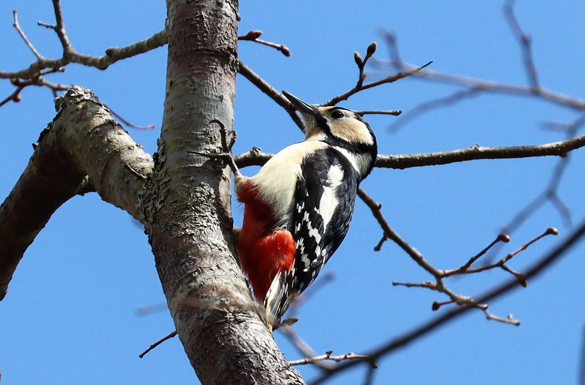 Photo of Great Spotted Woodpecker at 戸隠森林公園 by らうんでる