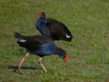 Australasian Swamphen Lake Monger Mon, 4/17/2023