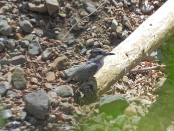 2023年5月5日(金) 早戸川林道の野鳥観察記録