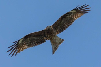 Black Kite 茨城県高萩市 Fri, 5/5/2023