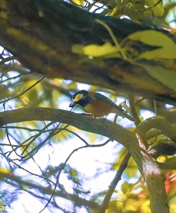 Varied Tit 豊田市自然観察の森 Wed, 5/3/2023