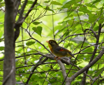 ソウシチョウ 瀬戸海上の森 2023年5月5日(金)