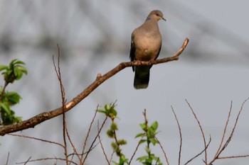 Red-eyed Dove 東区近郊 Fri, 5/5/2023