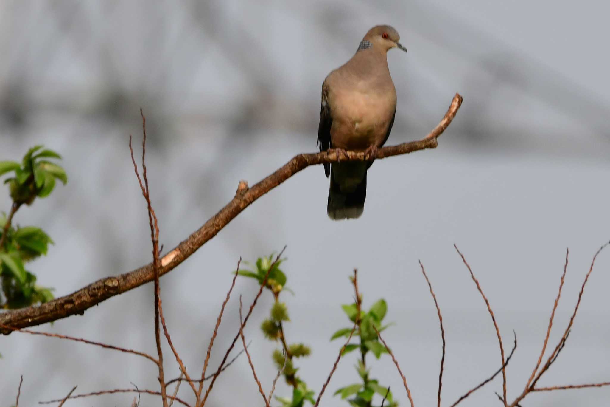 Photo of Red-eyed Dove at 東区近郊 by タッKun