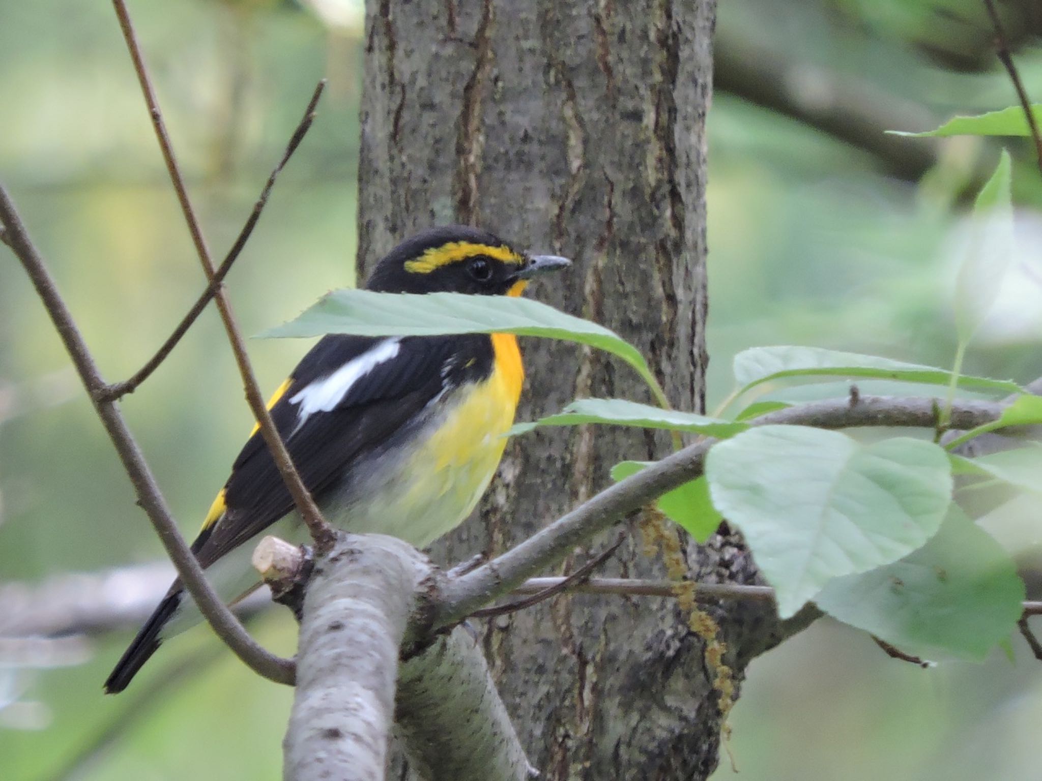 Narcissus Flycatcher