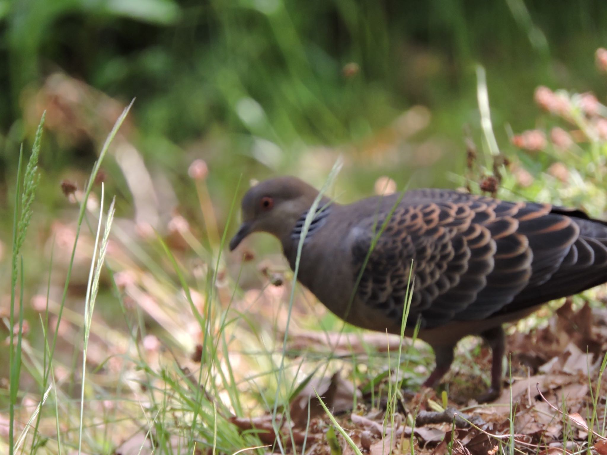 Oriental Turtle Dove