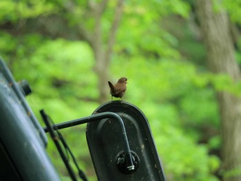 Eurasian Wren Saitama Prefecture Forest Park Mon, 5/1/2023