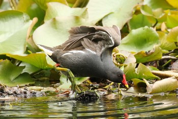 バン 大沼公園(北海道七飯町) 2018年6月17日(日)