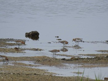 トウネン 大阪南港野鳥園 2023年5月5日(金)