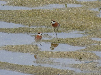 メダイチドリ 大阪南港野鳥園 2023年5月5日(金)