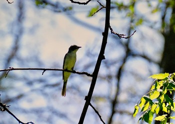 2023年5月4日(木) 軽井沢野鳥の森の野鳥観察記録