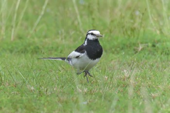 2018年6月17日(日) 三重県亀山公園の野鳥観察記録