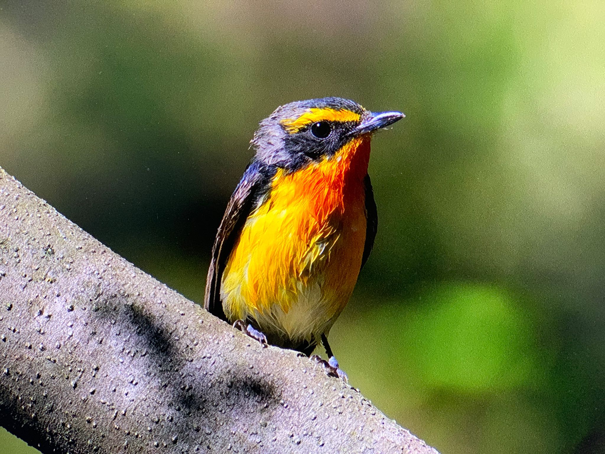 Narcissus Flycatcher