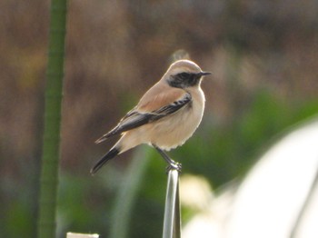 Desert Wheatear 神奈川県 Mon, 1/2/2023