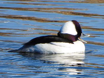 Bufflehead 多摩川 Mon, 1/2/2023