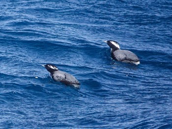 Japanese Murrelet 徳島県 Sun, 3/19/2023