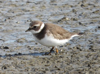 Common Ringed Plover 兵庫県明石市 Thu, 1/5/2023