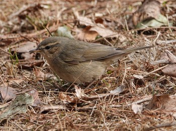 Dusky Warbler 埼玉県 Sat, 2/4/2023