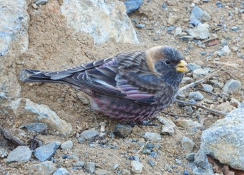 Asian Rosy Finch Mt. Tsukuba Wed, 1/4/2023