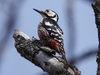 White-backed Woodpecker 峰山高原 Sun, 4/2/2023