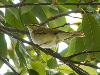 Sakhalin Leaf Warbler 尼崎市農業公園 Sat, 4/29/2023