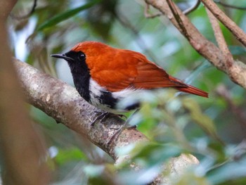 Ryukyu Robin Amami Nature Observation Forest Sun, 4/9/2023