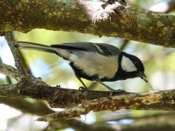 Japanese Tit(amamiensis) Amami Nature Observation Forest Sat, 4/8/2023