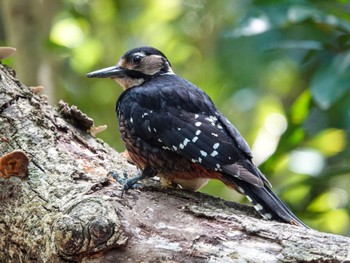 White-backed Woodpecker(owstoni) Amami Nature Observation Forest Sun, 4/9/2023