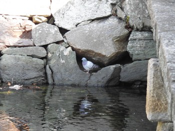 カワラバト 徳島中央公園 2023年2月4日(土)