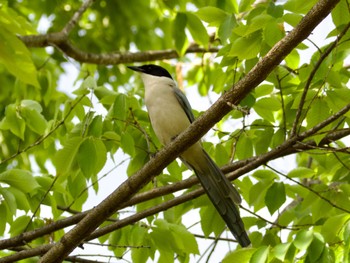 Fri, 5/5/2023 Birding report at つくば市