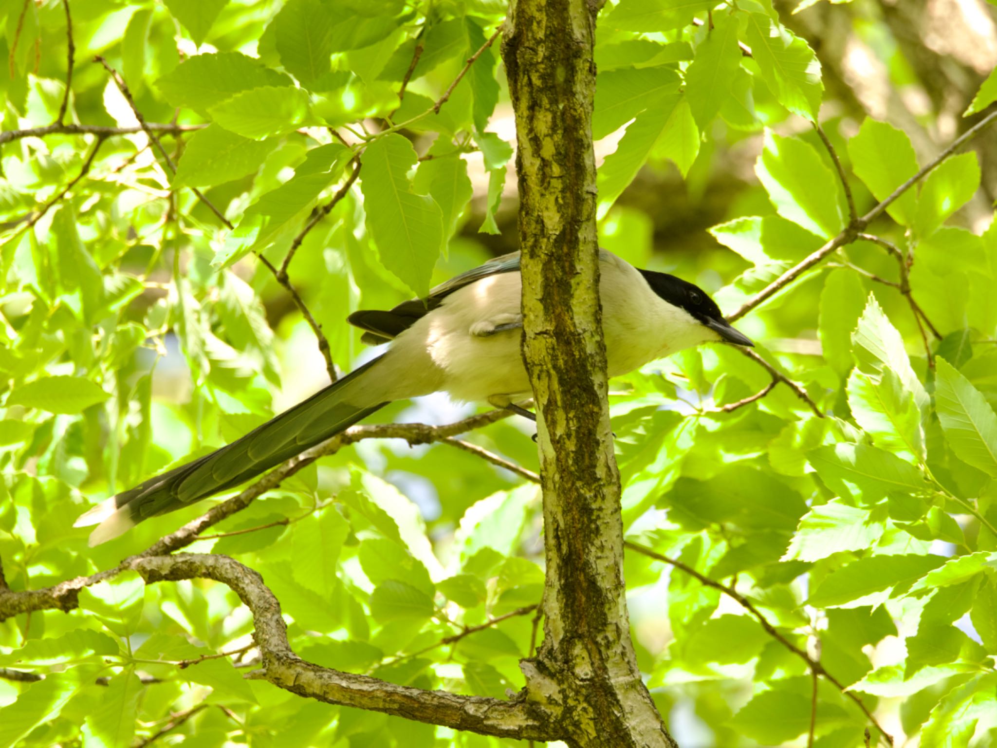 Azure-winged Magpie