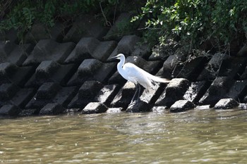 チュウサギ 越谷サギコロニー 2023年5月5日(金)