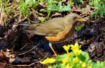 Brown-headed Thrush 戸隠森林公園 Mon, 5/1/2023