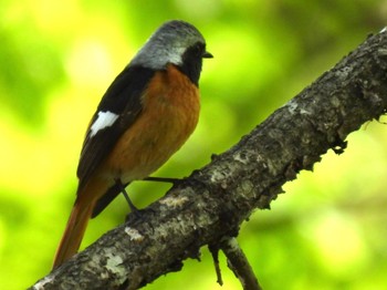 2023年5月5日(金) 山梨県北杜市の野鳥観察記録