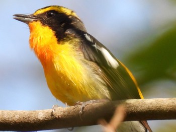 2023年5月5日(金) 吐竜の滝の野鳥観察記録