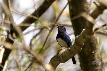 Blue-and-white Flycatcher 井戸湿原 Fri, 5/5/2023