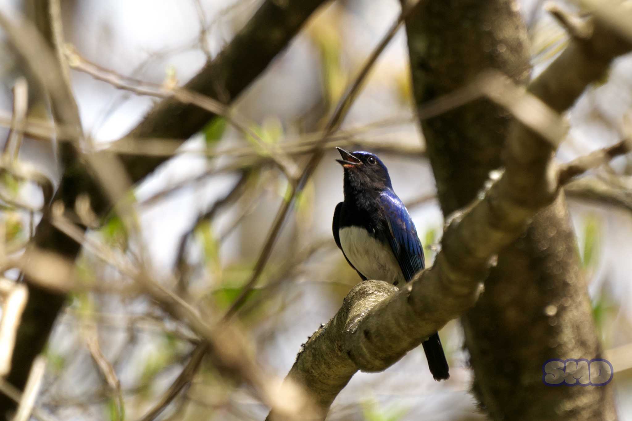 Blue-and-white Flycatcher