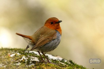 Fri, 5/5/2023 Birding report at 井戸湿原