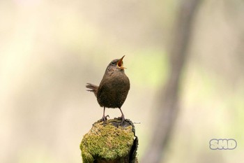 Eurasian Wren 井戸湿原 Fri, 5/5/2023