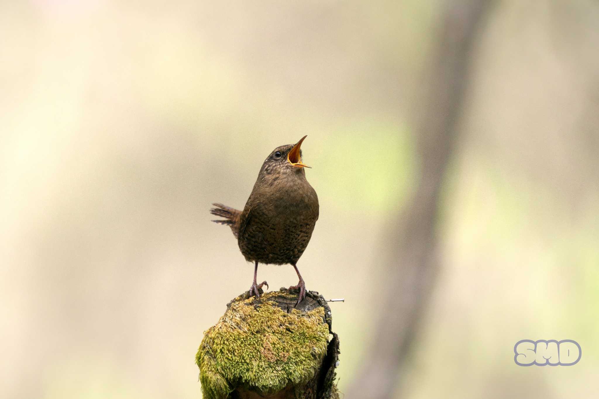 Eurasian Wren