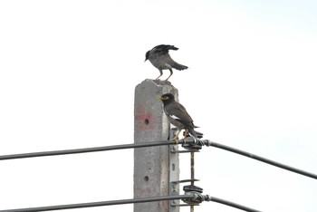 2018年6月8日(金) タイの野鳥観察記録