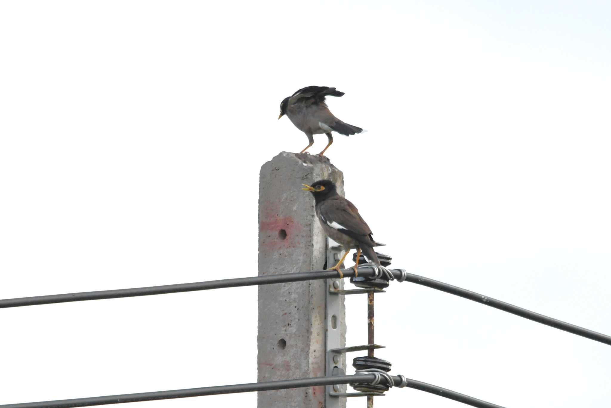 Photo of Common Myna at タイ by あひる