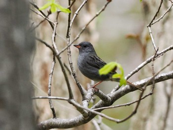 2023年5月5日(金) 盤渓市民の森(札幌市中央区)の野鳥観察記録