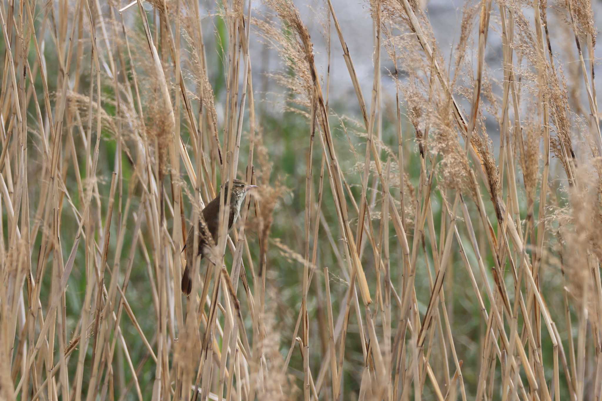 Oriental Reed Warbler