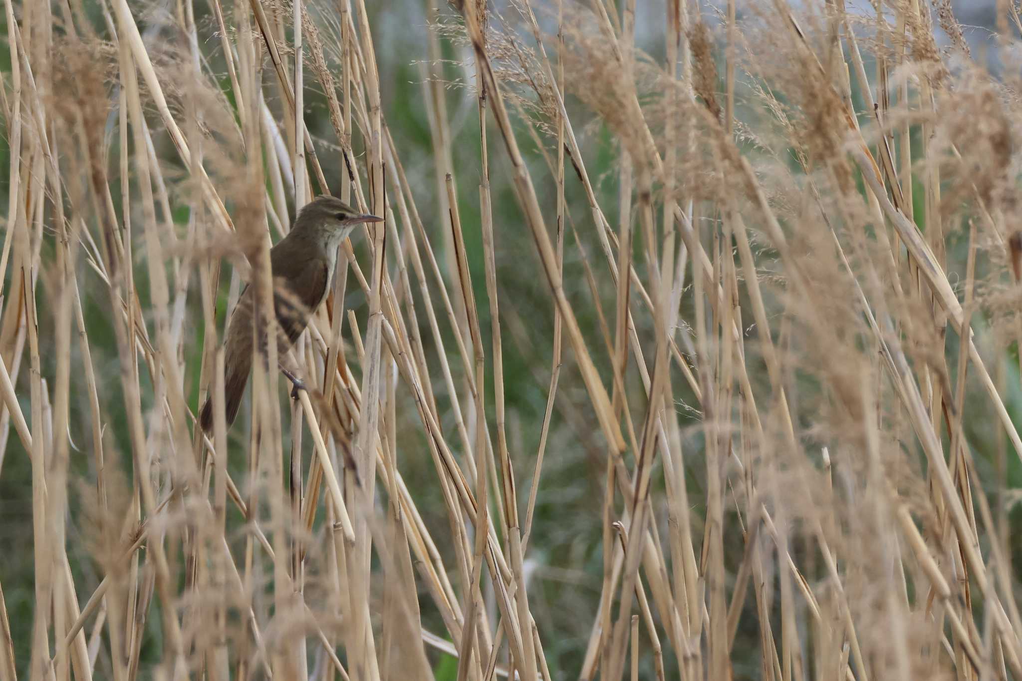 Photo of Oriental Reed Warbler at Fujimae Tidal Flat by OHモリ