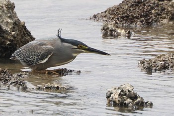 Fri, 5/5/2023 Birding report at Fujimae Tidal Flat