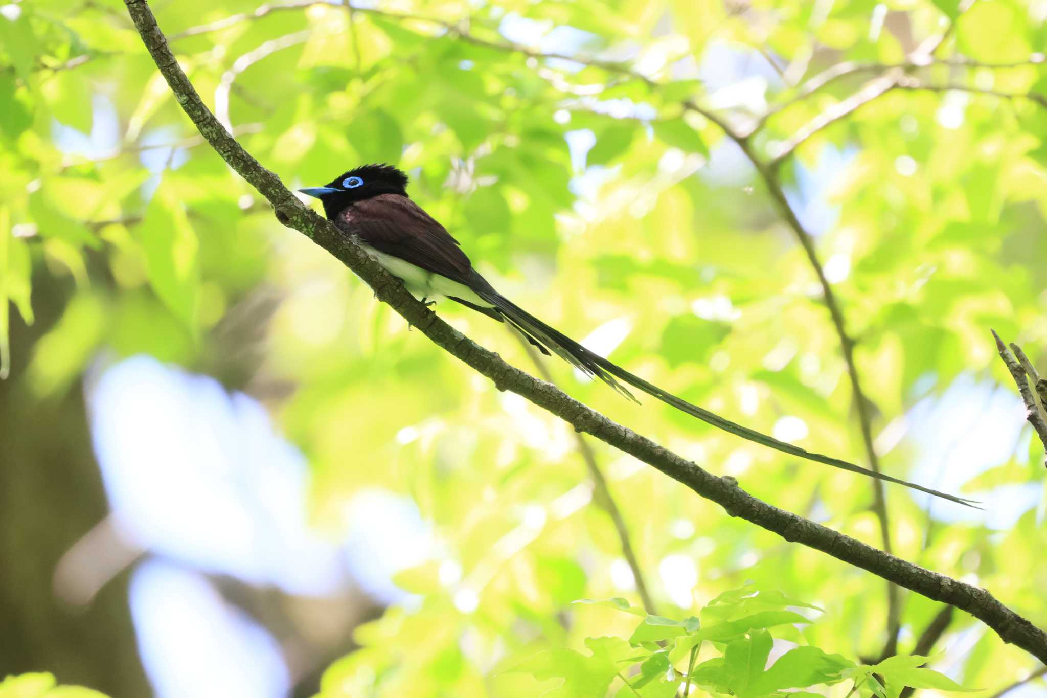 栃木県 サンコウチョウの写真 by 鈴音銀の